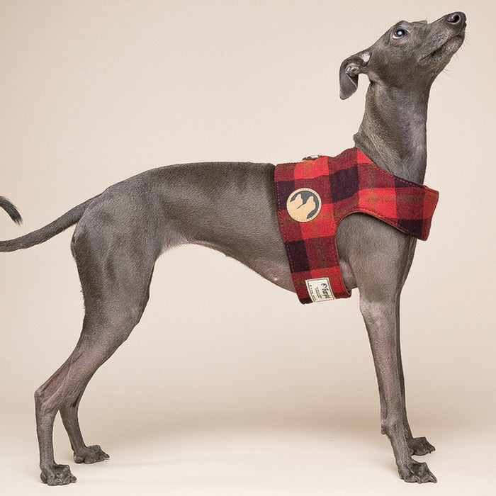 Vest-Style Dog Harness with Matching Leash